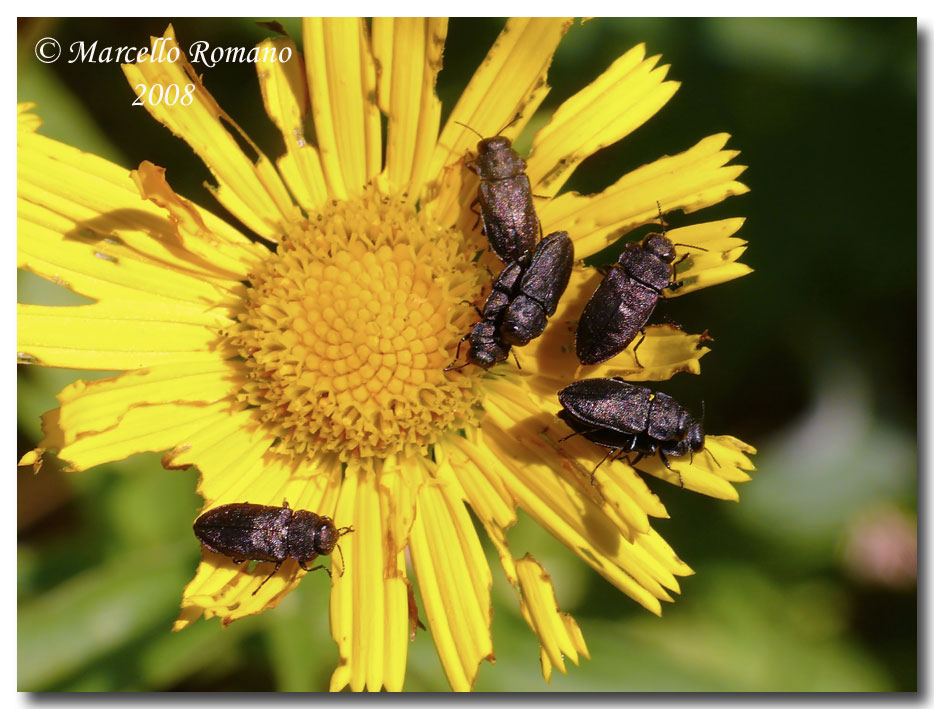 Insetti dalla Croazia : 21. Anthaxia quadripunctata (Bupr.)